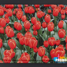 Dienblad Tulpen